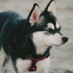Alaskan Klee Kai 1