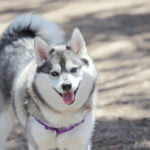 Alaskan Klee Kai 2