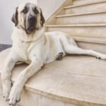 Alentejo Çoban Köpeği 1