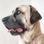 Alentejo Çoban Köpeği 2