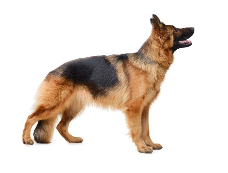 Alman Çoban Köpeği 1
