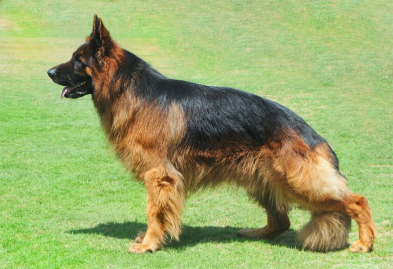 Alman Çoban Köpeği 2