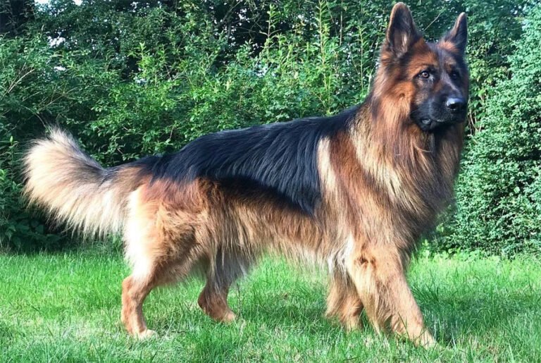Alman Çoban Köpeği 3