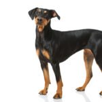 Alman Pinscher 1