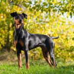 Alman Pinscher 2