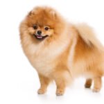 Alman Spitz 1