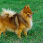 Alman Spitz 2