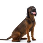 Alpine Dachsbracke 1