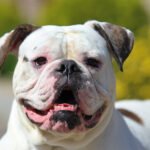 Altman White English Bulldog 1