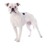 Altman White English Bulldog 2