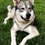 American Alsatian 1