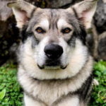 American Alsatian 2
