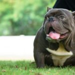 American Bully 1