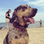 American Leopard Hound 1