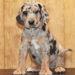 American Leopard Hound 2