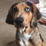 American Leopard Hound 3