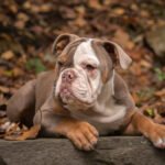 Amerikan Bulldog 1