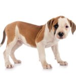 Amerikan Bulldog 2