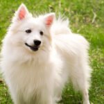 Amerikan Eskimo Köpeği 1
