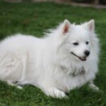 Amerikan Eskimo Köpeği 2
