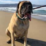 Amerikan Mastiff 1