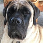 Amerikan Mastiff 2