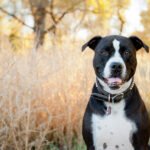 Amerikan Pitbull Teriyeri 1