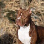 Amerikan Pitbull Teriyeri 2