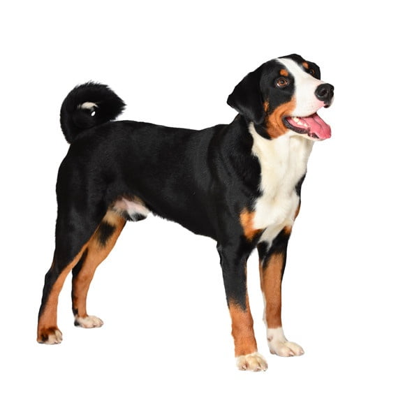 Appenzeller Dağ Köpeği 1