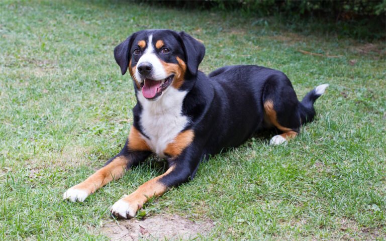 Appenzeller Dağ Köpeği 2