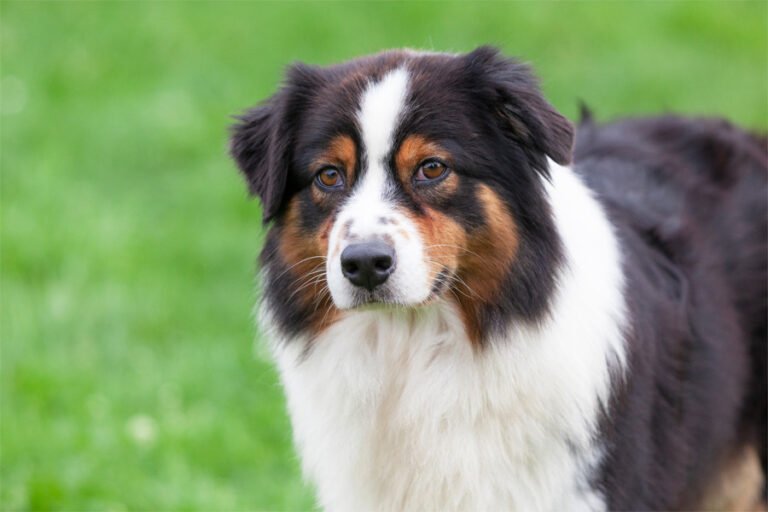 Avustralya Çoban Köpeği 1