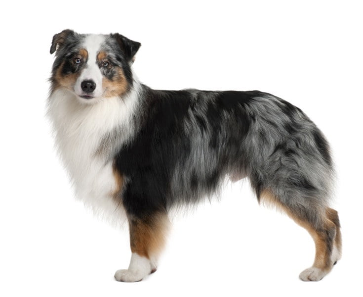 Avustralya Çoban Köpeği 2