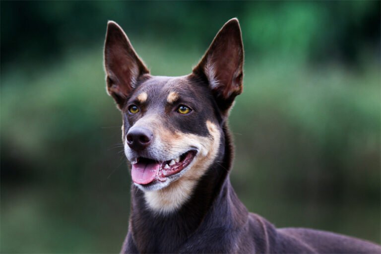 Avustralya Kelpie'si 1