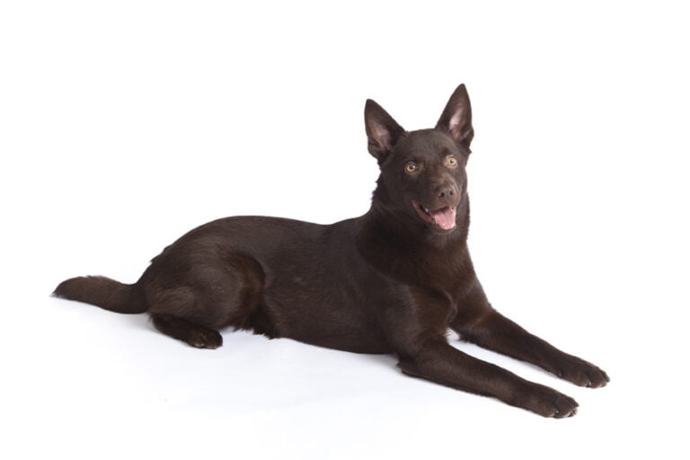 Avustralya Kelpie'si 2