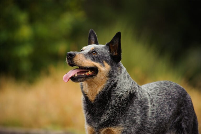 Avustralya Sığır Çobanı Köpeği 2
