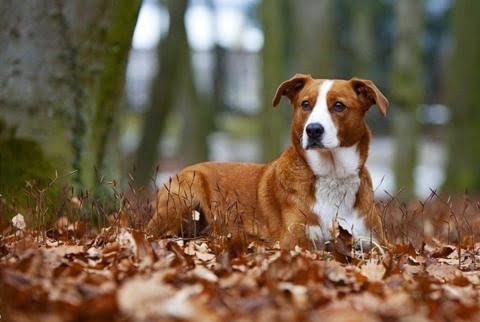 Avusturyalı Pinscher 1