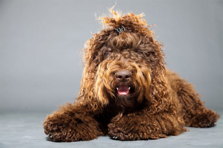 Barbet 1