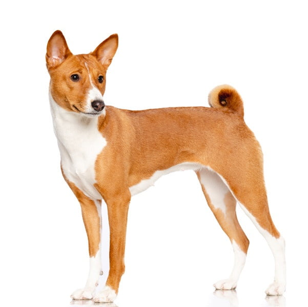 Basenji 1