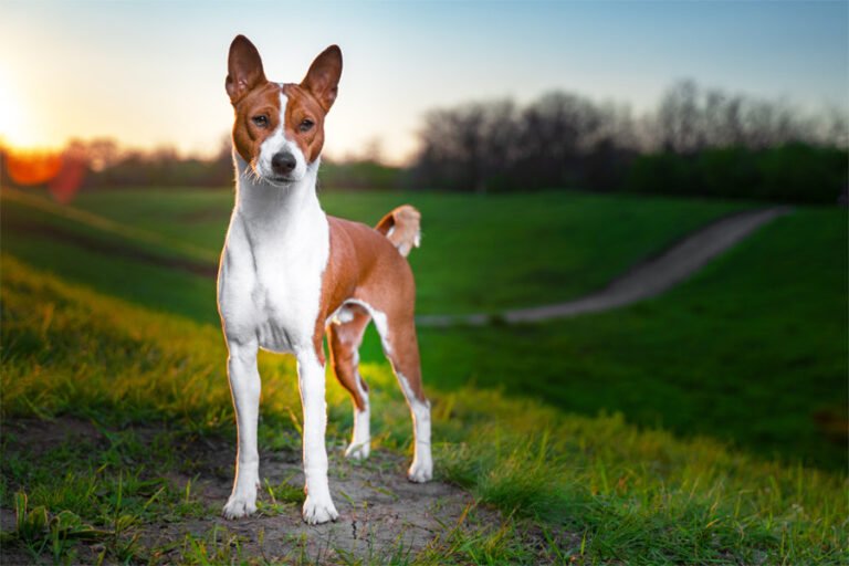 Basenji 2