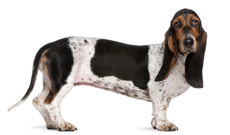 Basset Artesien Normand 1