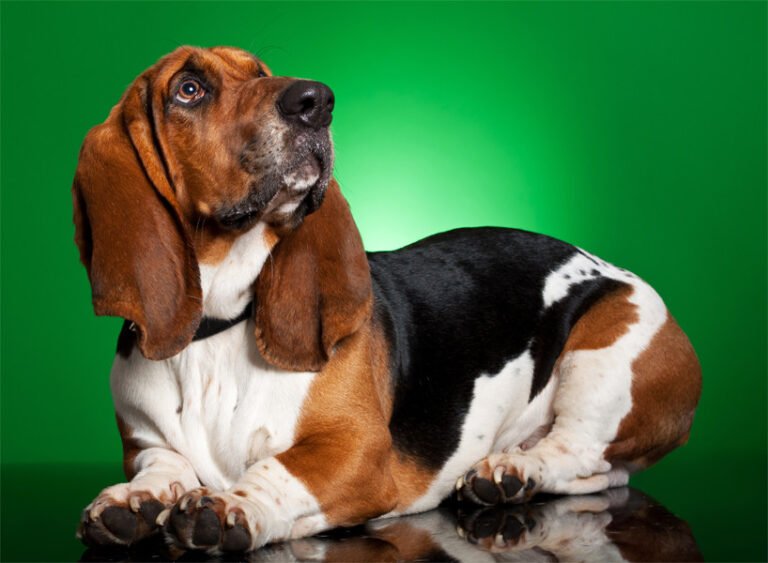 Basset Artesien Normand 2
