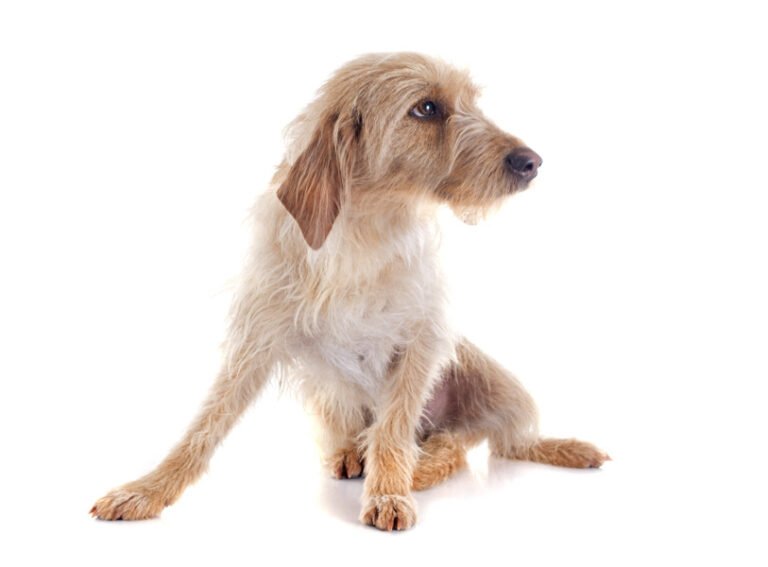 Basset Fauve de Bretagne 1