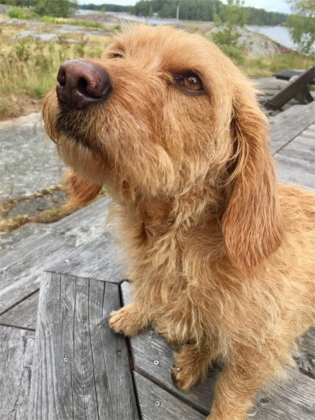 Basset Fauve de Bretagne 2