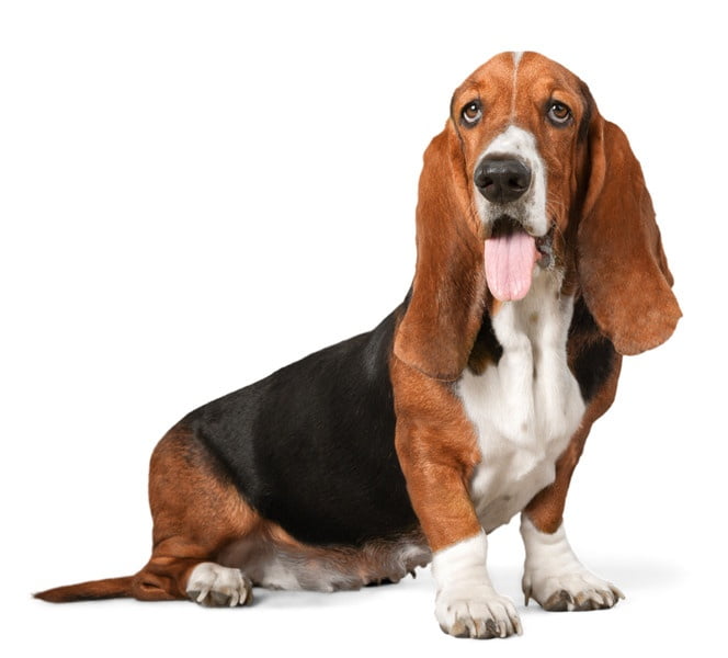 Basset Hound 1