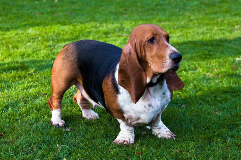 Basset Hound 2