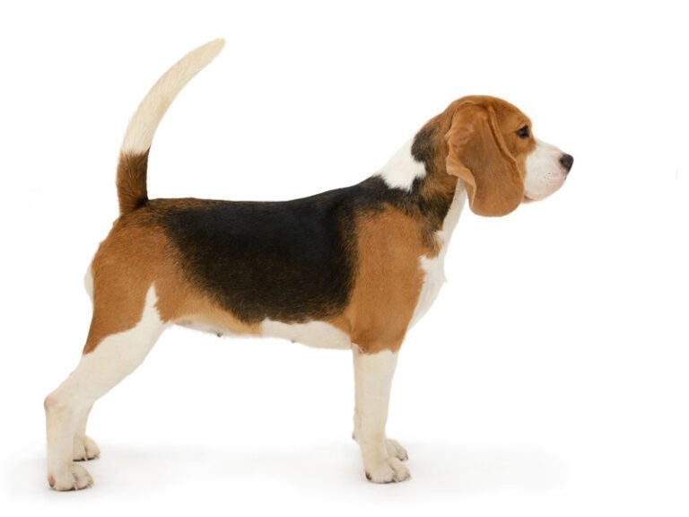 Beagle 1
