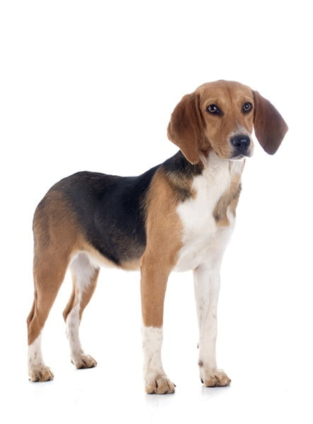 Beagle Harrier 1