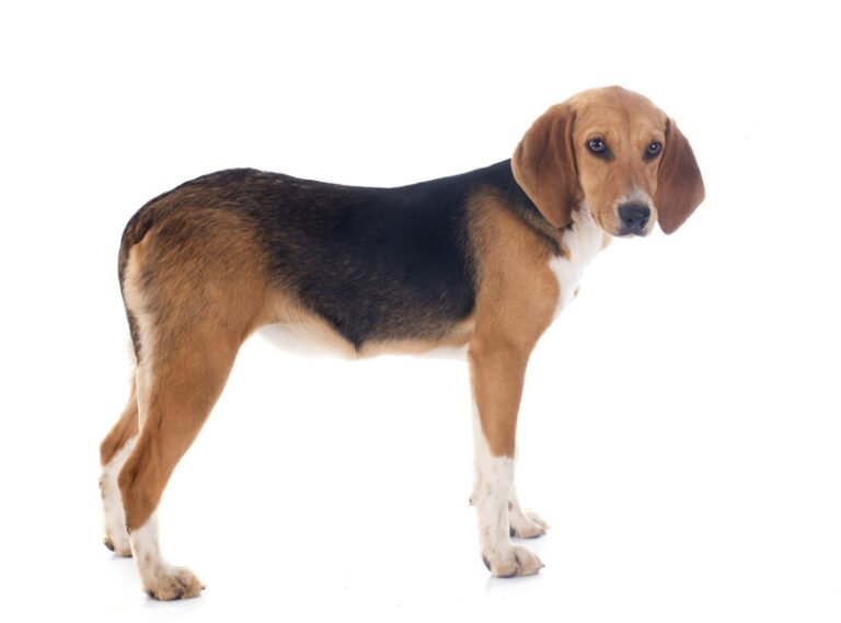 Beagle Harrier 2