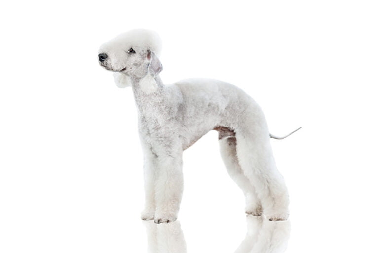 Bedlington Teriyeri 1