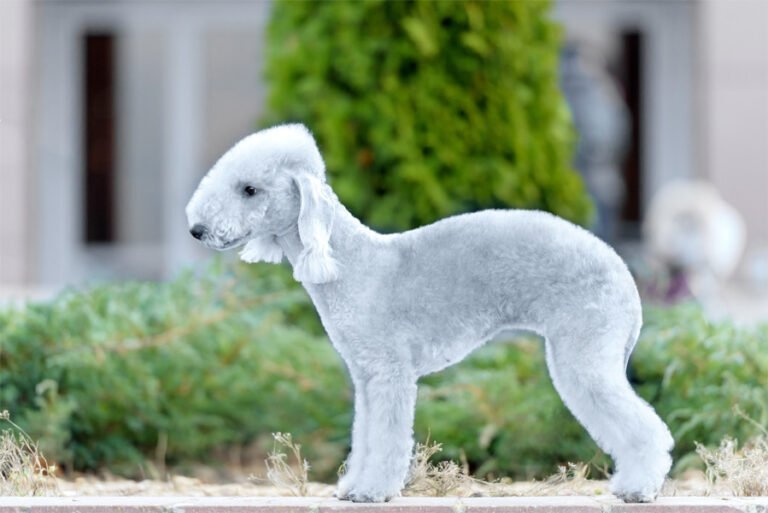 Bedlington Teriyeri 2